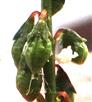  Legumes (Young)